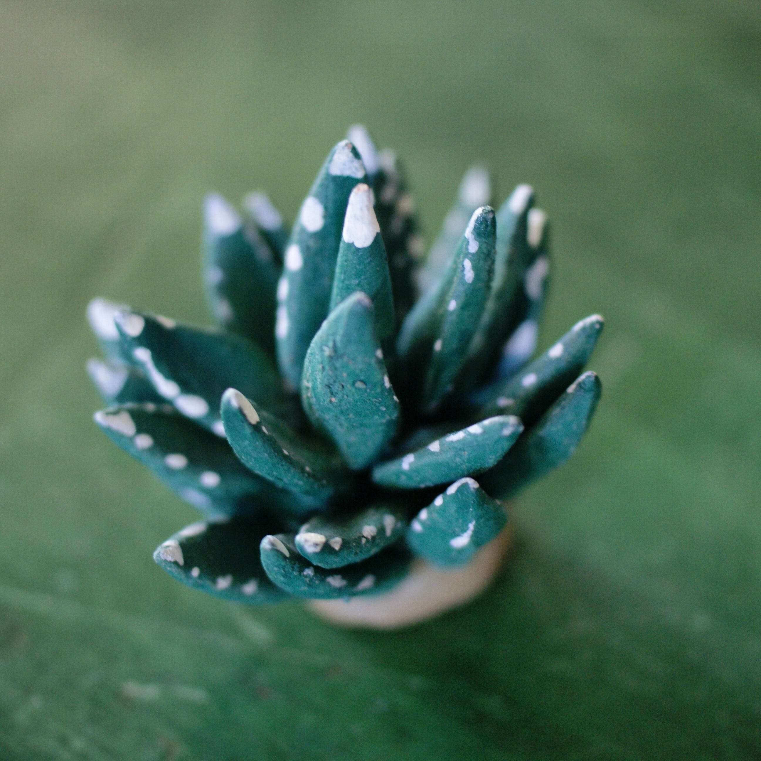 Clay Maguey Plant Christmas Zinnia Folk Arts   